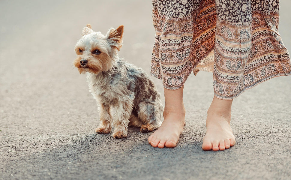 Welche Farbe Sehen Hunde - Pawsometime