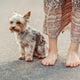 Welche Farbe Sehen Hunde - Pawsometime