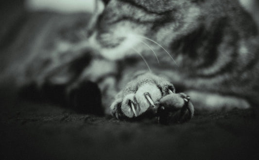 Wie beeinflusst die Wahl des Kratzbaums die Krallengesundheit von Katzen? - Pawsometime