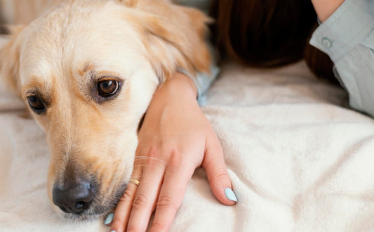 Trennungsangst bei Hunden -  PAWSOMETIME