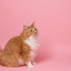 Katze - Pawsometime