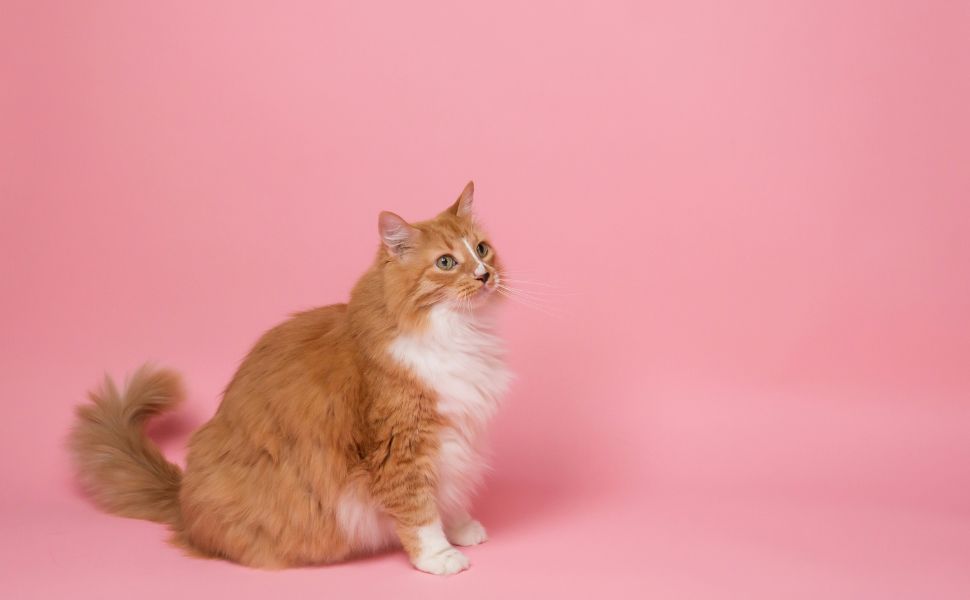 Katze - Pawsometime