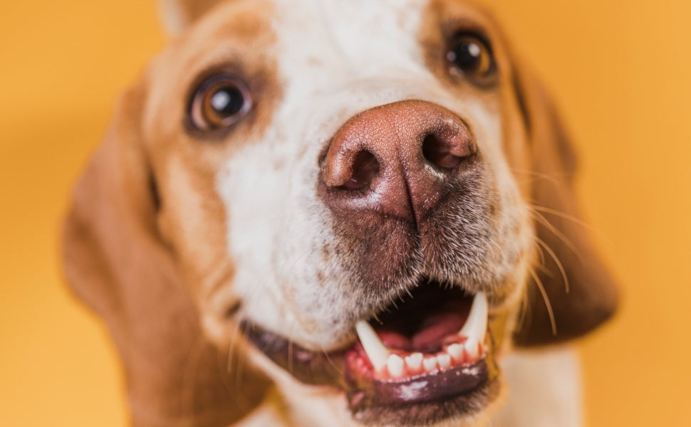 Wie entstehen Zahnbeläge und Zahnstein beim Hund? Der biologische Ablauf einfach erklärt -  PAWSOMETIME