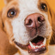 Wie entstehen Zahnbeläge und Zahnstein beim Hund? Der biologische Ablauf einfach erklärt -  PAWSOMETIME