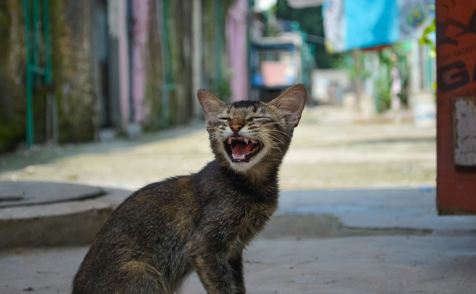 Kratzbäume mit Liegemulden - Pawsometime
