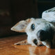 Hund - Pawsometime