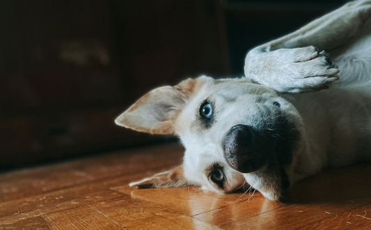 Hund - Pawsometime