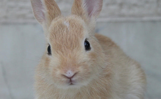 Wie kann man Kaninchen glücklich machen? -  PAWSOMETIME