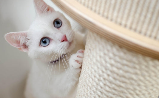 kratzmöbel katze - PAWSOMETIME