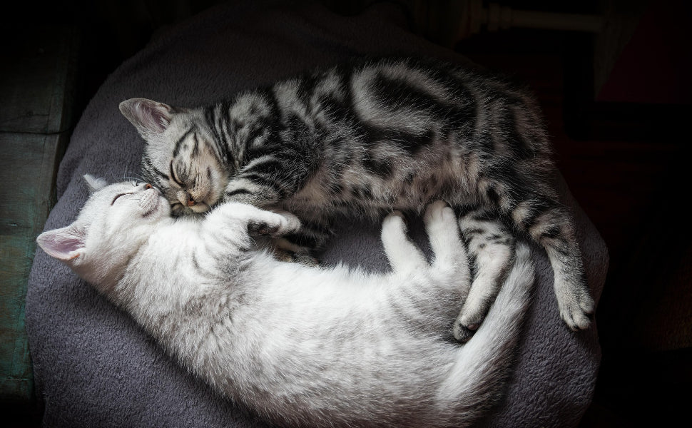 Kratzbaum Schmal – Pawsometime