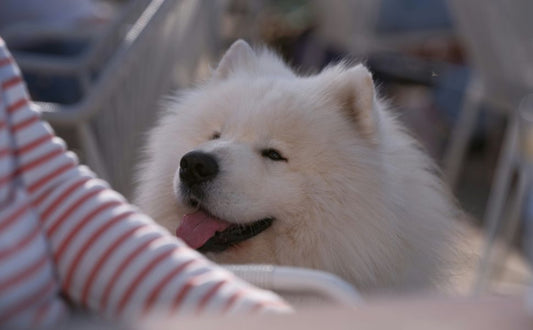 Hund und Menschen - Pawsometime