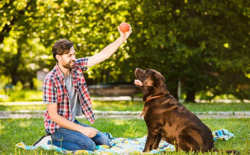 Wie man die Lernkurve seines Hundes misst: Einfache Tests und Erfolgskriterieh - PAWSOMETIME