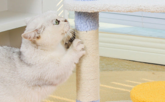 Wie oft sollte man den Kratzbaum wechseln? - PAWSOMETIME