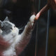 Wie sagt eine Katze "Ich Liebe dich"? - Pawsometime