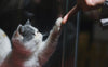 Wie sagt eine Katze "Ich Liebe dich"? - Pawsometime