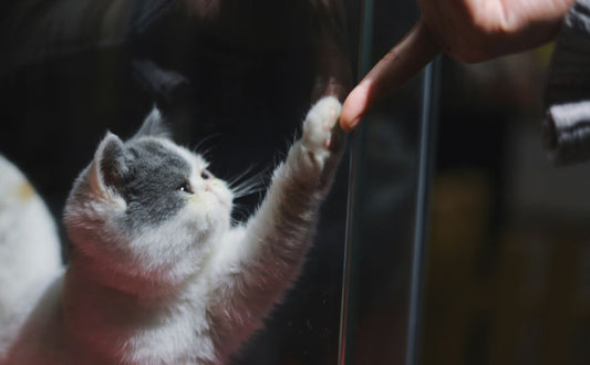 Wie sagt eine Katze "Ich Liebe dich"? - Pawsometime