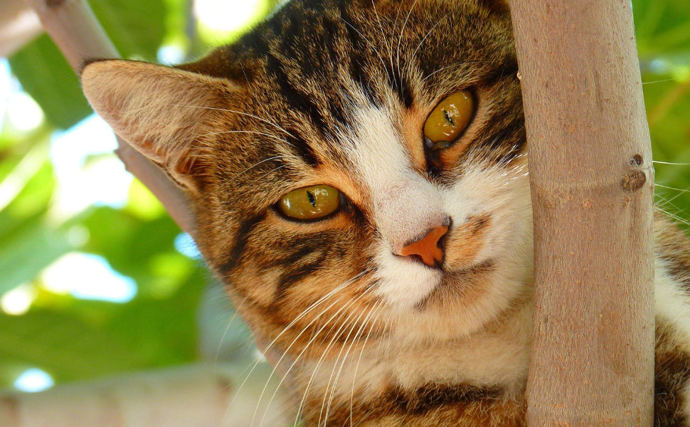 katzenbaum - Pawsometime