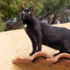 Schwarze Katze – Pawsometime