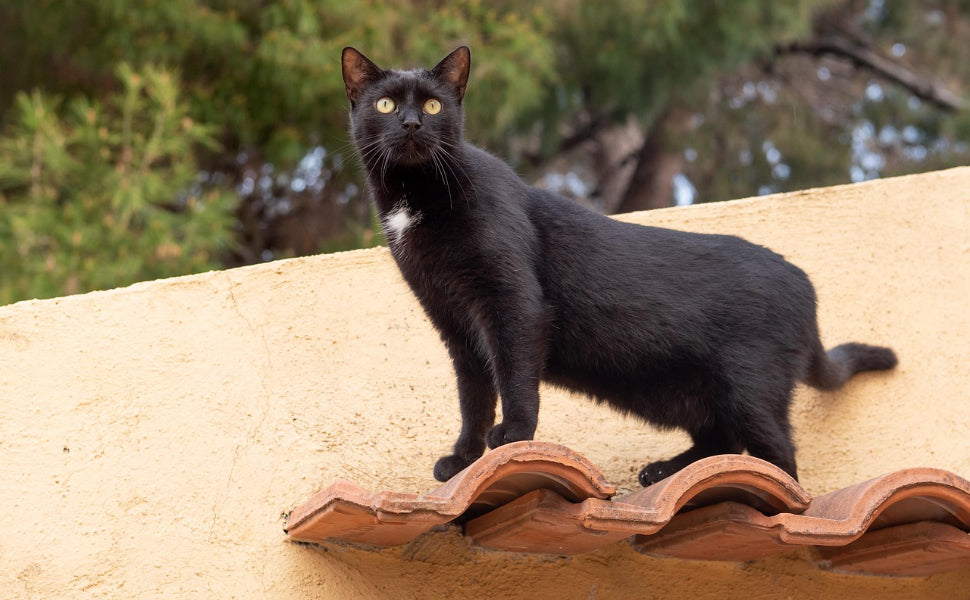 Schwarze Katze – Pawsometime