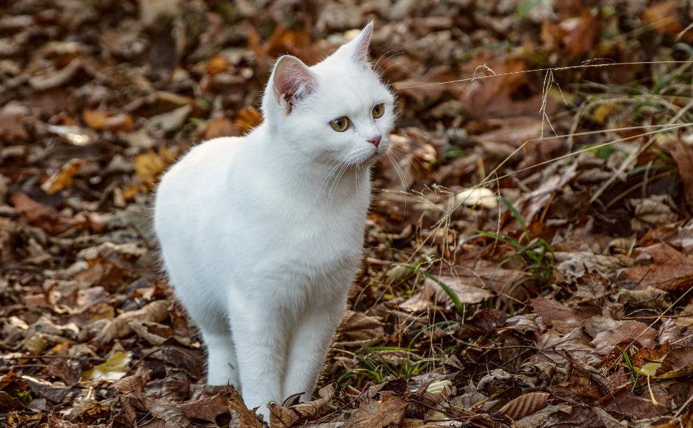 Katze - Pawsometime