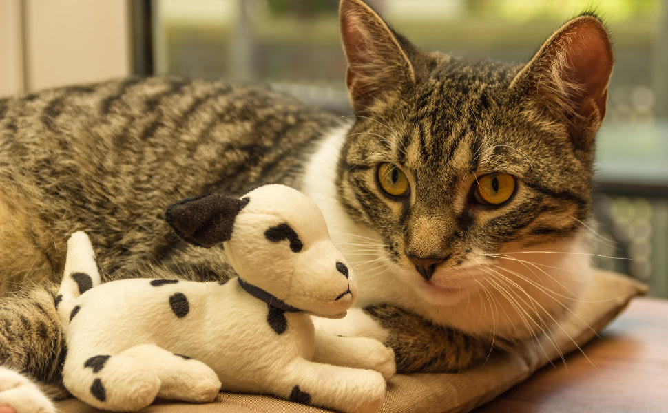 Katzenleben - Pawsometime