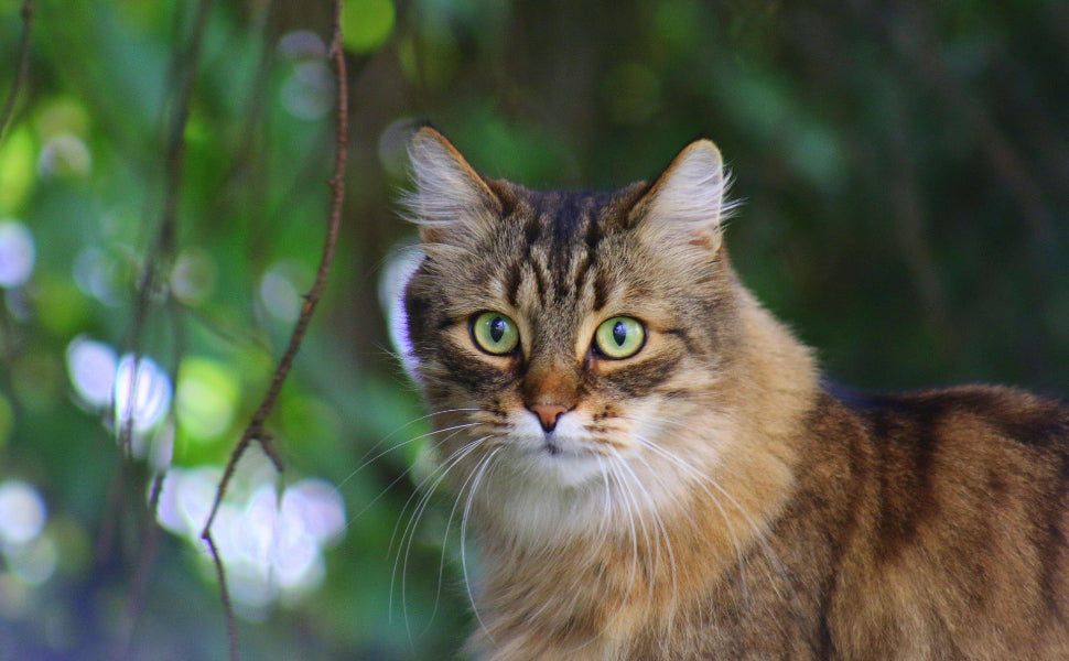 Kratzbaum Schmal – Pawsometime