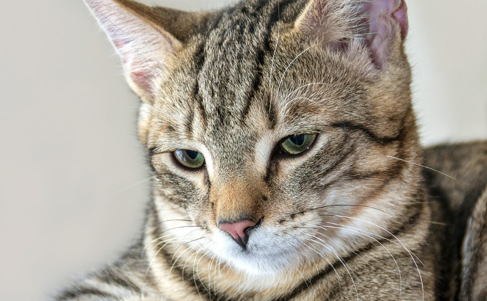 Katzenbaum Holz - Pawsometime