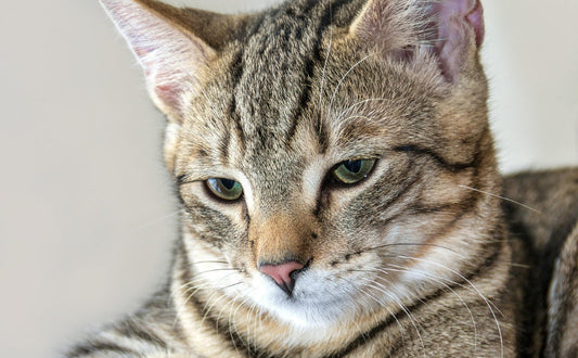 Katzenbaum Holz - Pawsometime