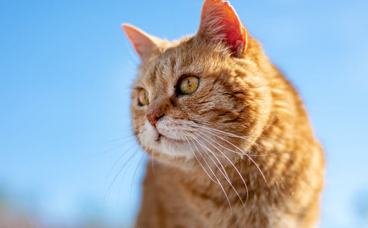 Katzenball - Pawsometime