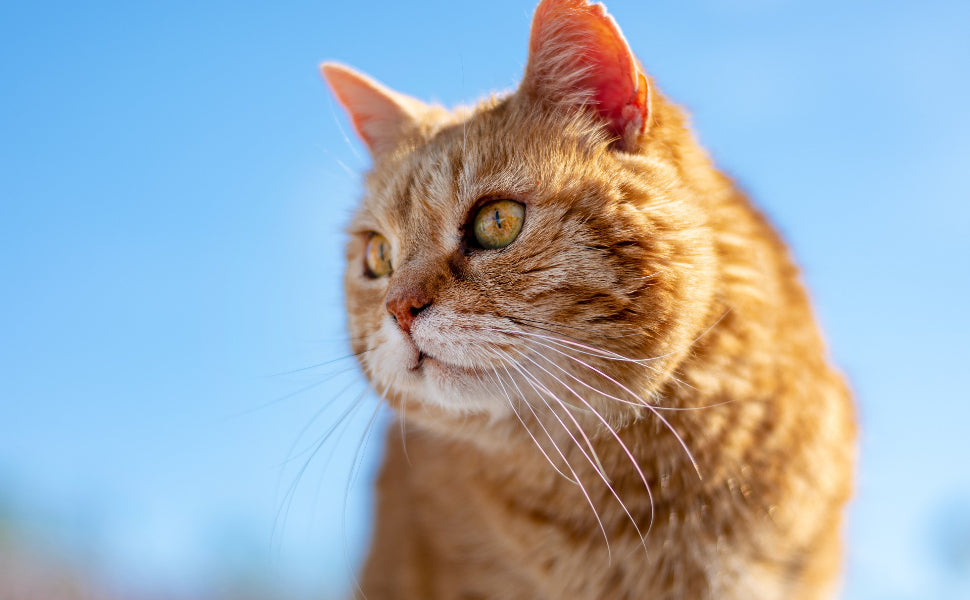 Katzenball - Pawsometime