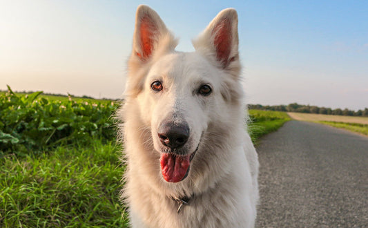 Wie viele Zähne hat ein Hund? Was Futterart mit Zahnzahl zu tun hat?