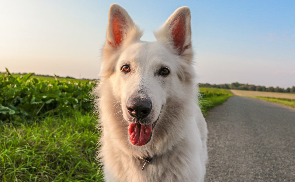 Kauspielzeug für Hunde - Pawsometime