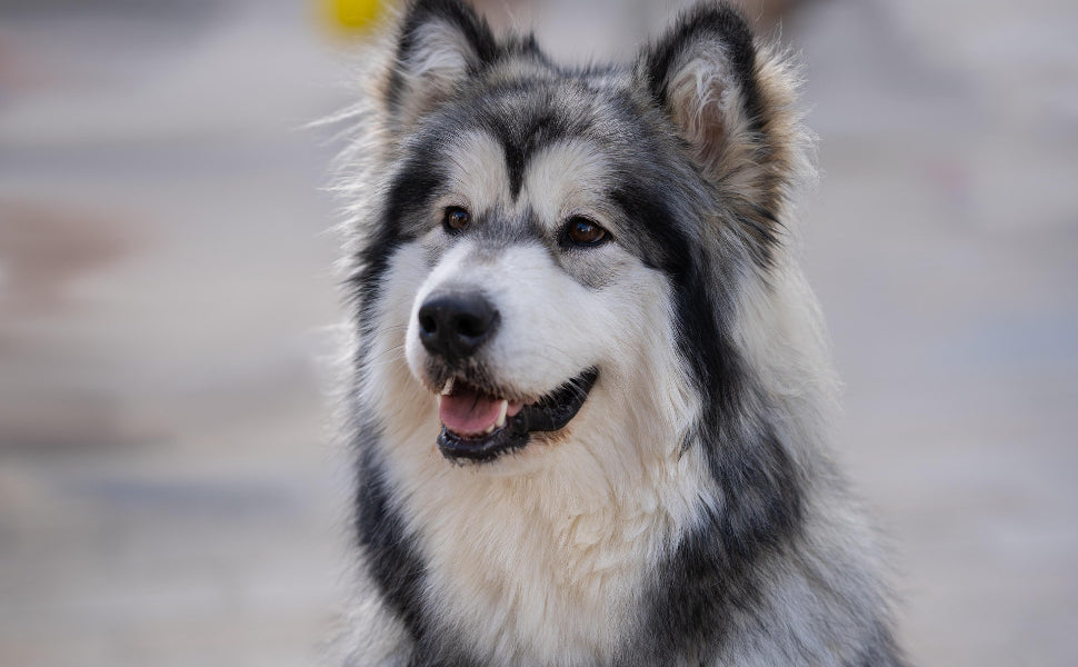 Glücklicher Hund - Pawsometime