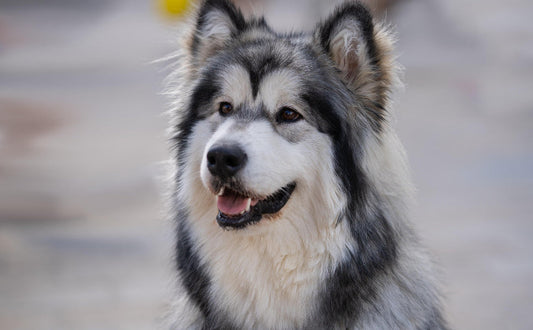 Glücklicher Hund - Pawsometime