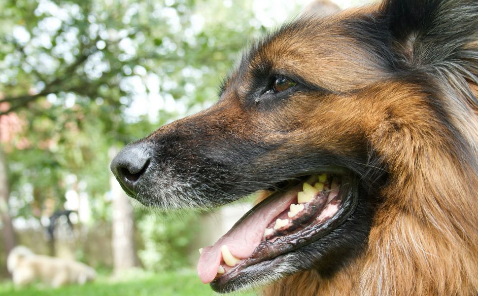 Hundezähne - Pawsometime