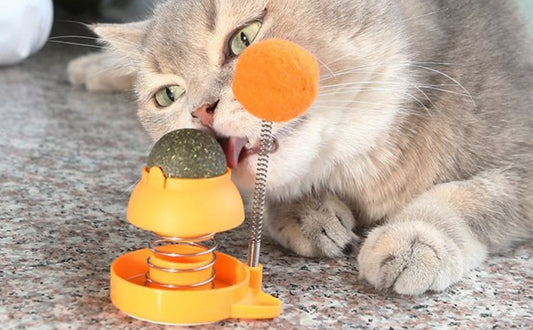 Katzenminze-Spielzeug: Wirkung, Auswahl und Alternativen für wählerische Katzen - PAWSOMETIME