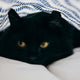 Der Versteckinstinkt von Katzen - Pawsometime
