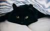 Der Versteckinstinkt von Katzen - Pawsometime
