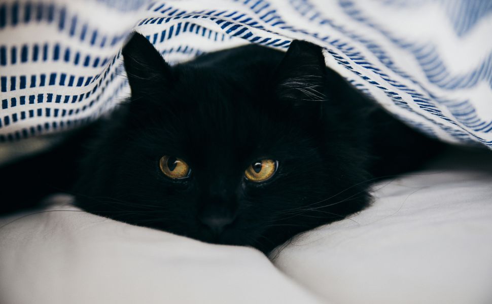 Der Versteckinstinkt von Katzen - Pawsometime