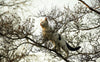 Katze - Pawsometime