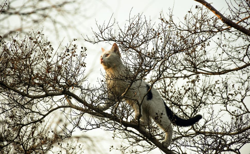 Katze - Pawsometime