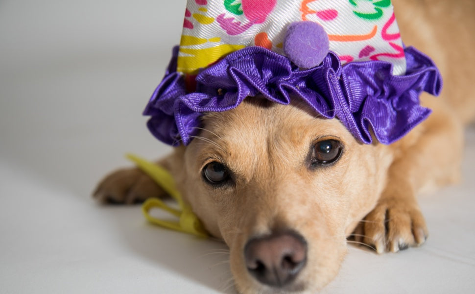 Mit Haustieren am Aprilscherz teilnehmen - Pawsometime