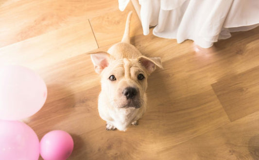 Hunde im Hau - PAWSOMETIME