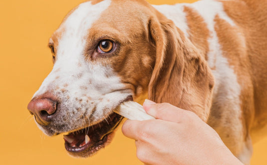 Zahngesundheit beim Hund: Wie Kauen zur Plaque-Reduktion beiträgt – und wann es nicht reicht - PAWSOMETIME