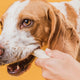 Zahngesundheit beim Hund: Wie Kauen zur Plaque-Reduktion beiträgt – und wann es nicht reicht - PAWSOMETIME