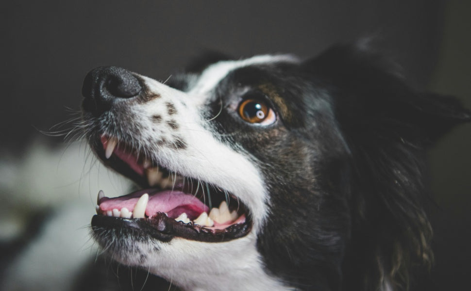 Zahnpflege-Kauspielzeug für Hunde: So wählen Sie das richtige - PAWSOMETIME