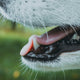 Natürliche Materialien für Kratzbäume - Pawsometime