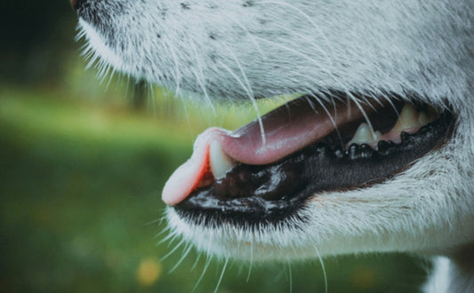 Natürliche Materialien für Kratzbäume - Pawsometime