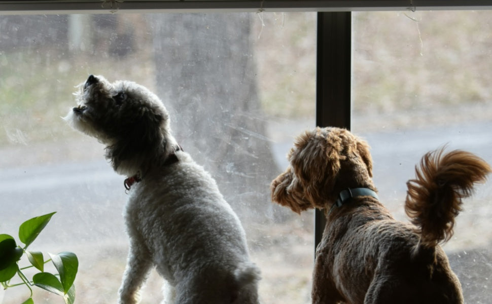 Gelangweilte Hunde -  PAWSOMETIME