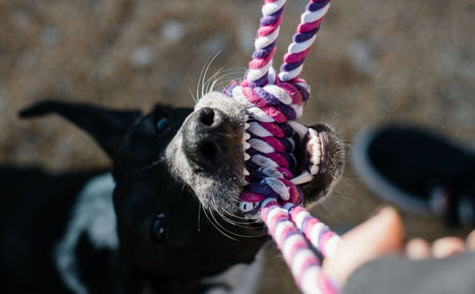 Zerrspiele richtig spielen: Wie dieses Spielzeug für große Hunde die Bindung und den Gehorsam stärkt - Pawsometime